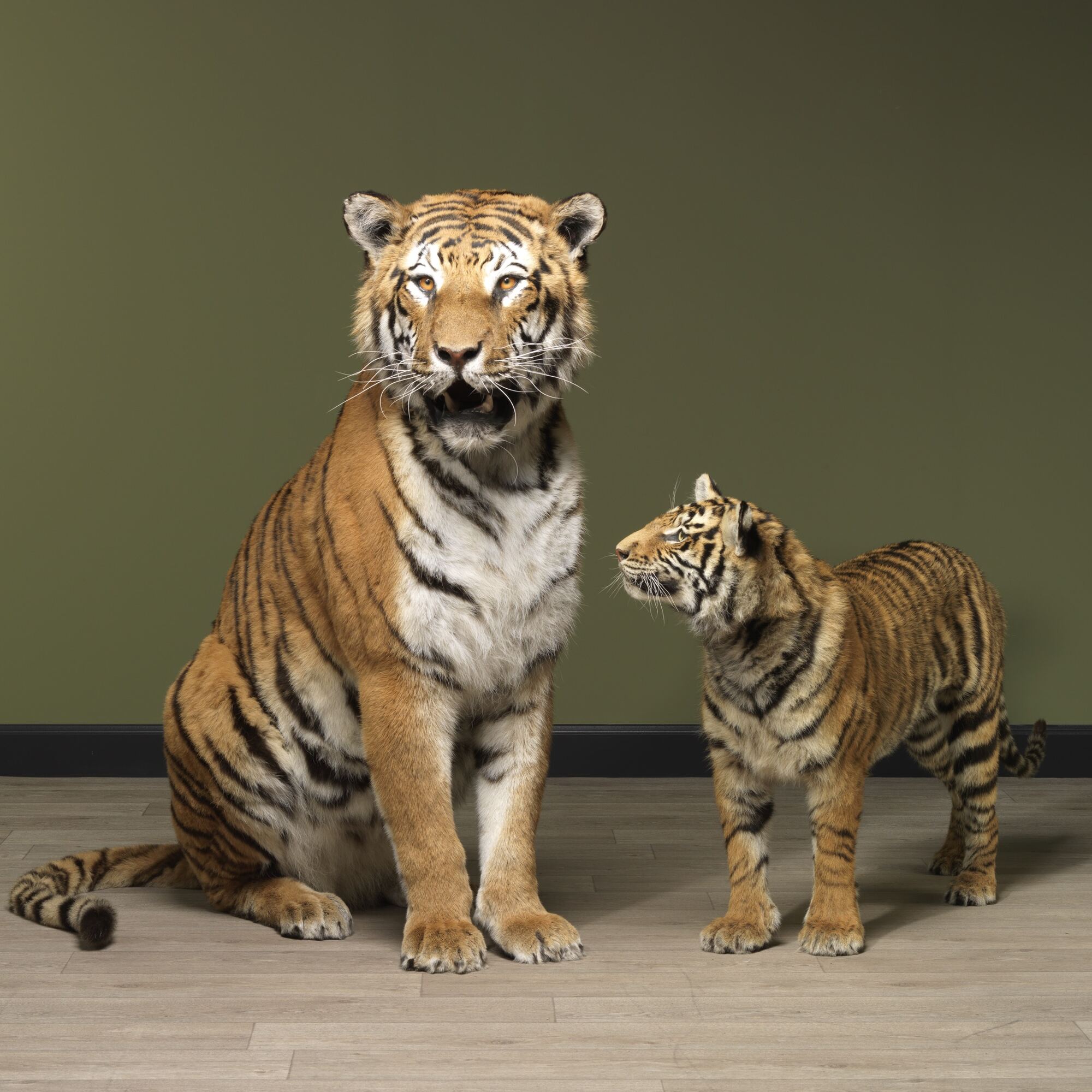 Opgezette Dieren Huren