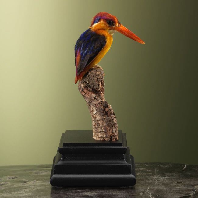 3789 Zwartrugdwergijsvogel