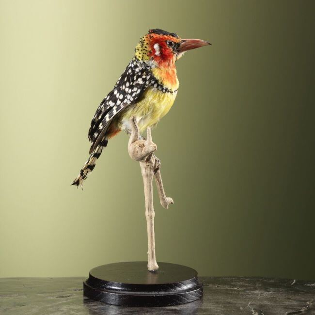 3795 Vuurkopbaardvogel