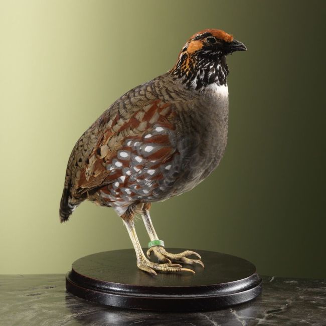 3796 Gewone Bospatrijs