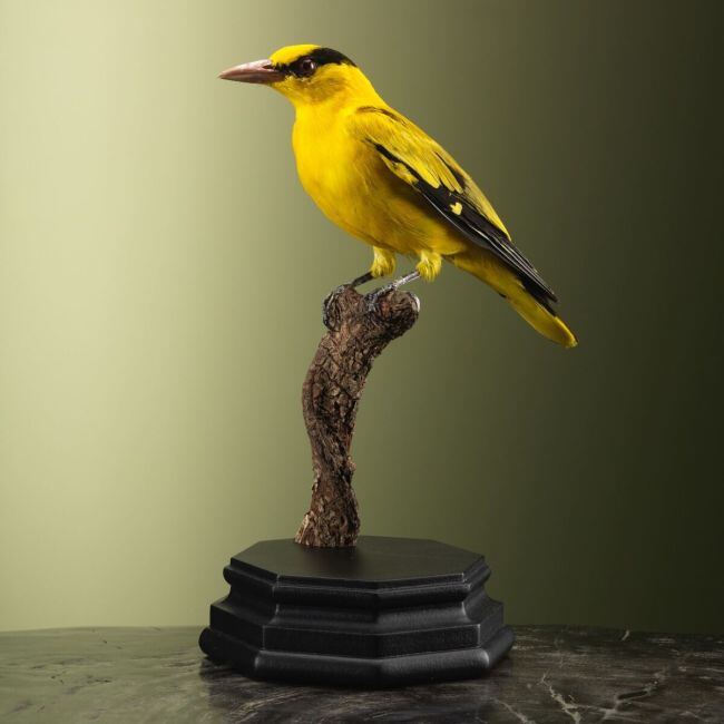 3806 Chinese Wielewaal