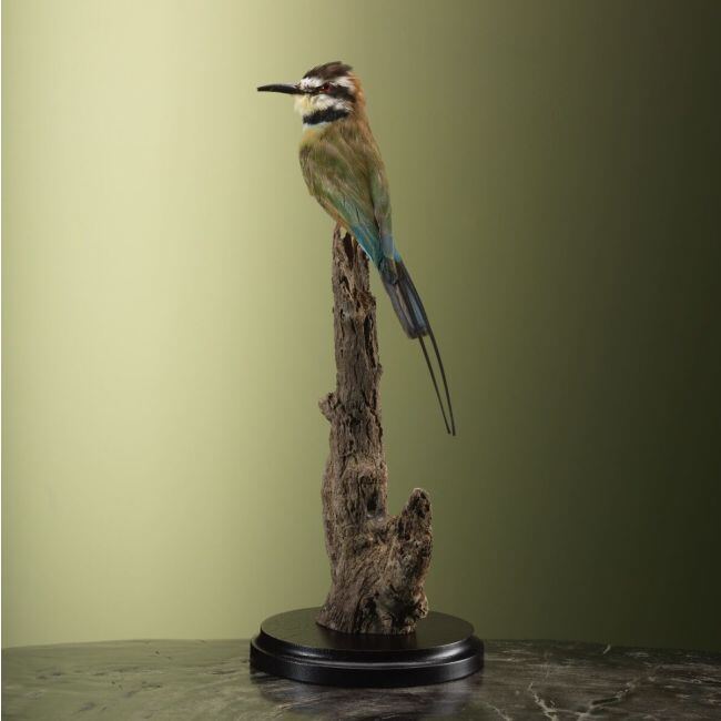 3807 Witkeelbijeneter