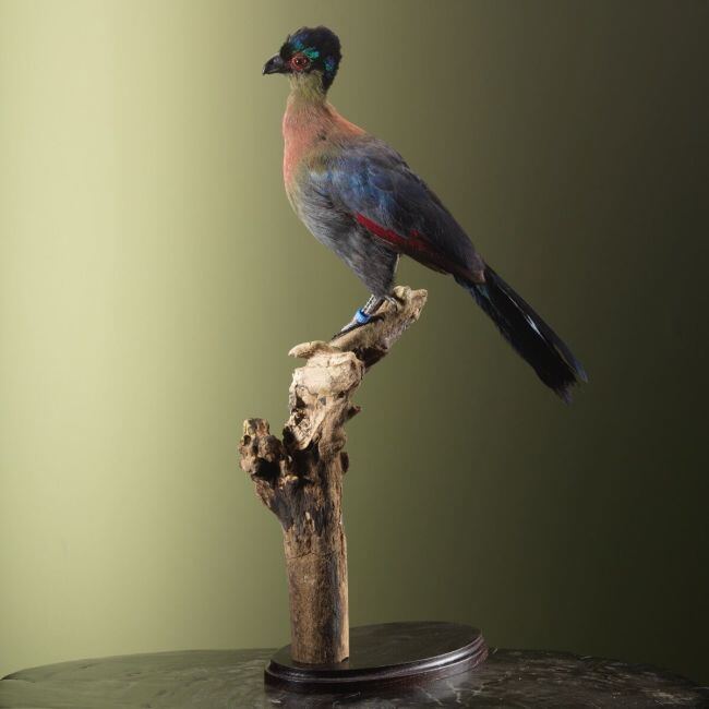 3813 Purperkuiftoerako