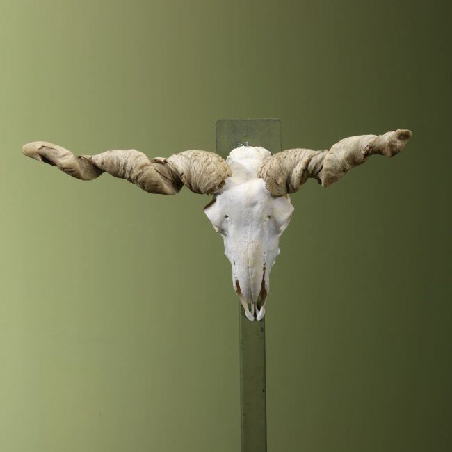 3860 Racka Schaap Schedel