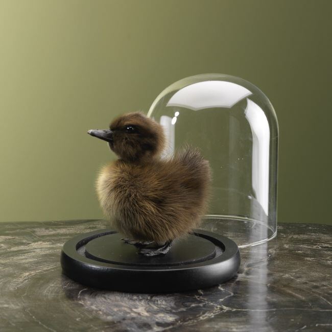 0000 Bruin Eendje in Stolp