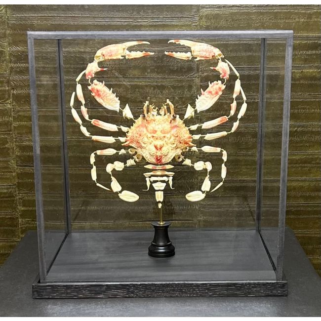 0639 Beauchêne Krab - Charybdis natator