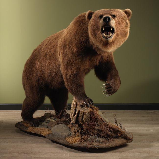 0661 Bruine Beer Isabelbeer