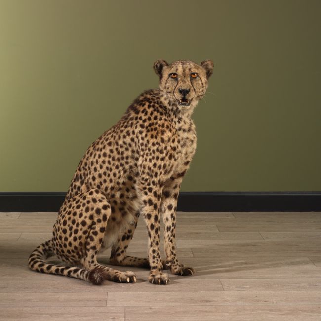 1264 Cheetah