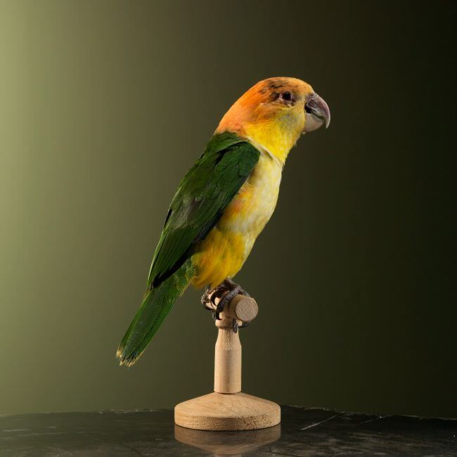 1729 Witbuikcaique