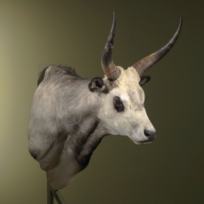 2212 Hongaarse Steppenrund