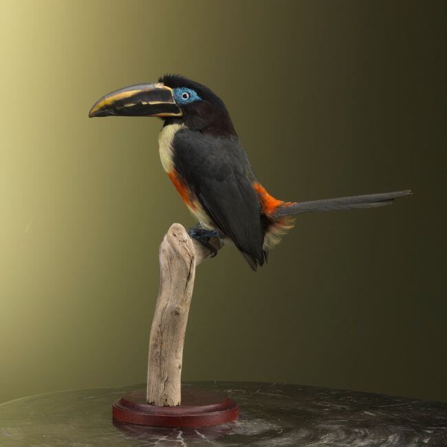 2278 Bruinoorarassari