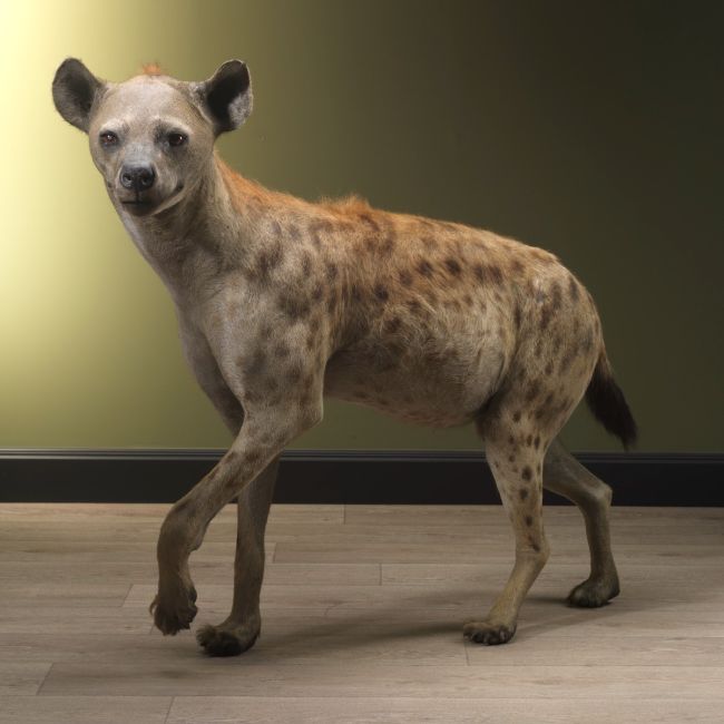 2319 Gevlekte Hyena
