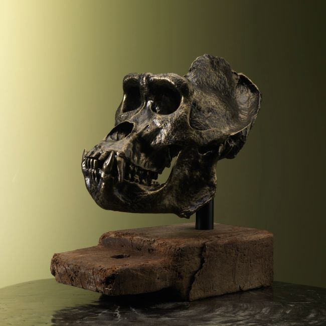 2431 Gorilla Schedel Replica