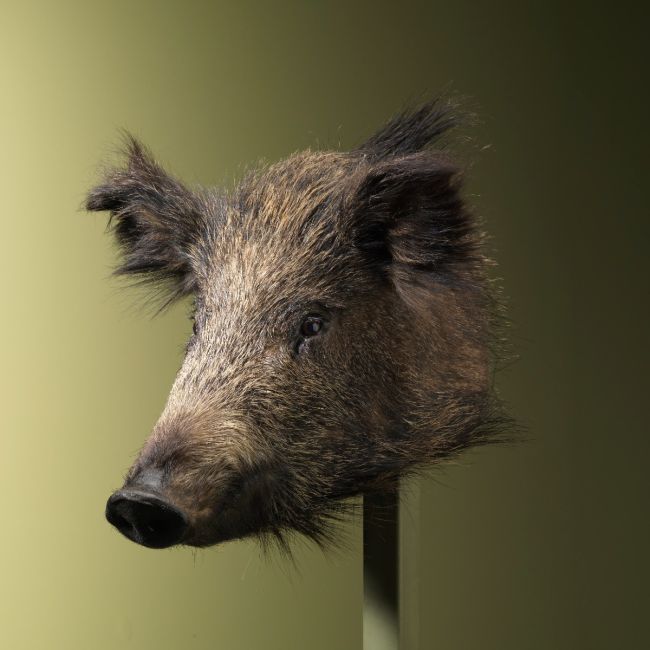 2454 Wild Zwijn Klein