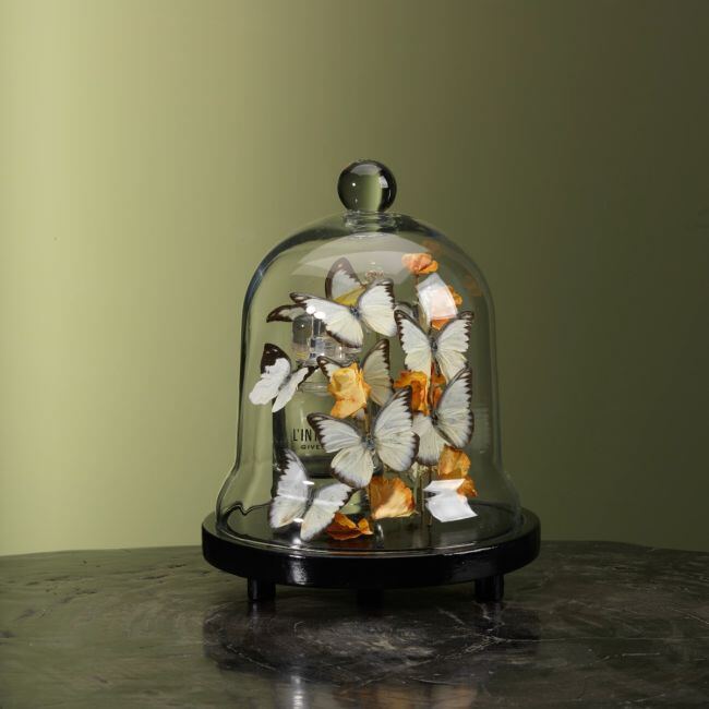 2995 Vlinders in Stolp