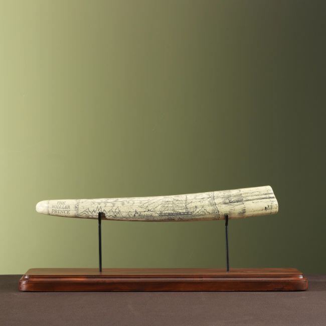 3039 Walrus Tand Replica