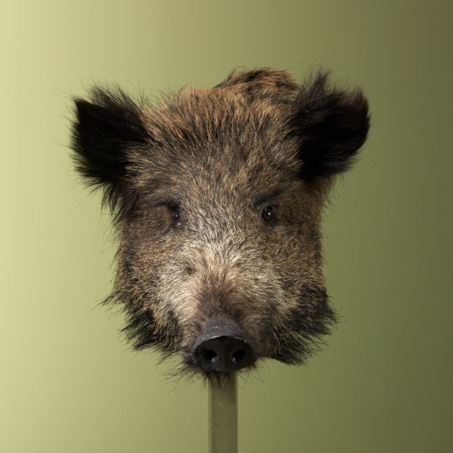 3071 Wild Zwijn Klein