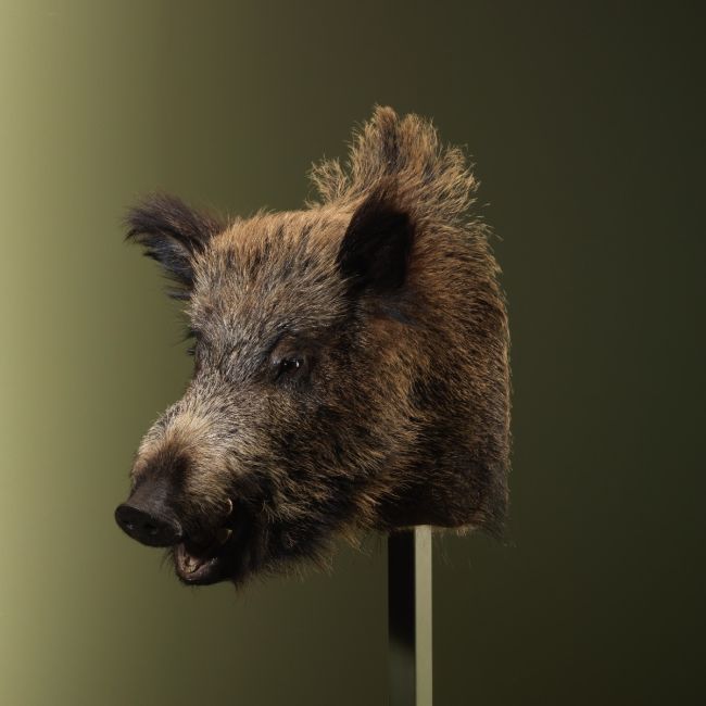 3273 Wild Zwijn Middel