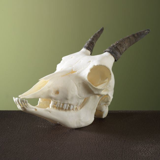 3303 Steenbok Ibex Schedel