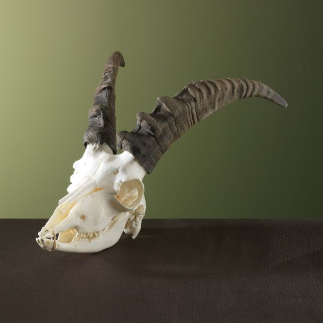 3307 Steenbok Ibex Schedel