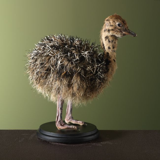 3320 Struisvogel Jong