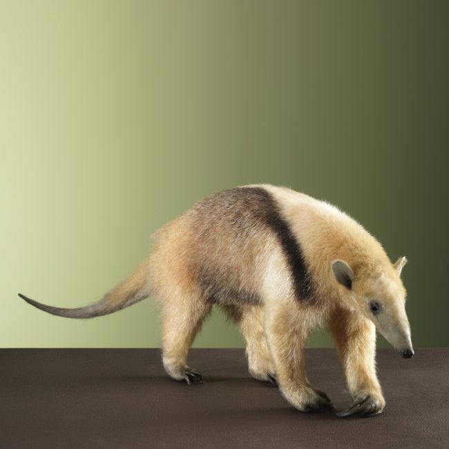 3340 Tamandua Miereneter