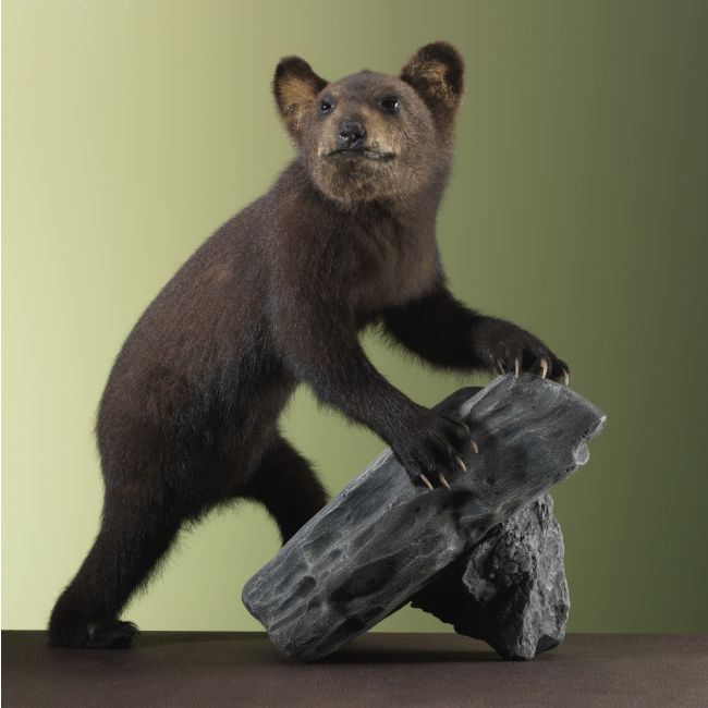 3342 Zwarte Beer Jong