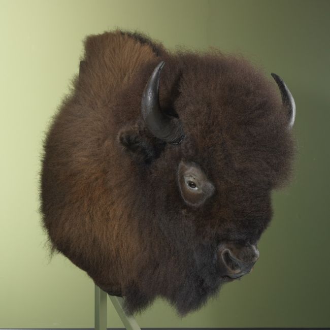3368 Amerikaanse Bizon
