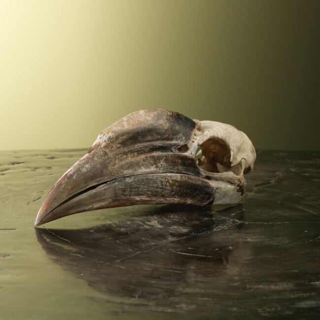 3392 Neushoornvogel Schedel