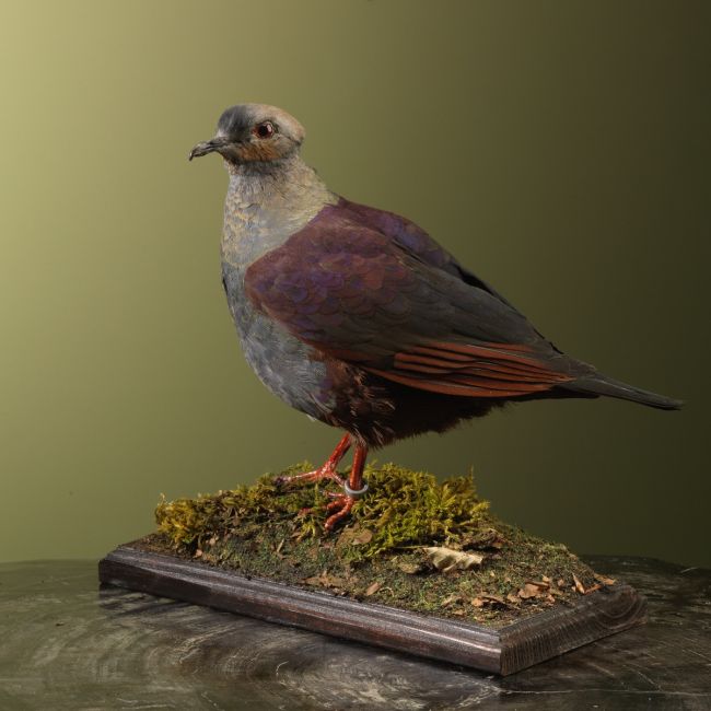 3424 Kuifkwartelduif