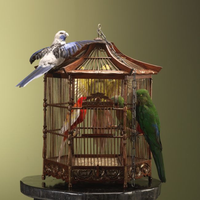 3458 Parkieten op Kooi