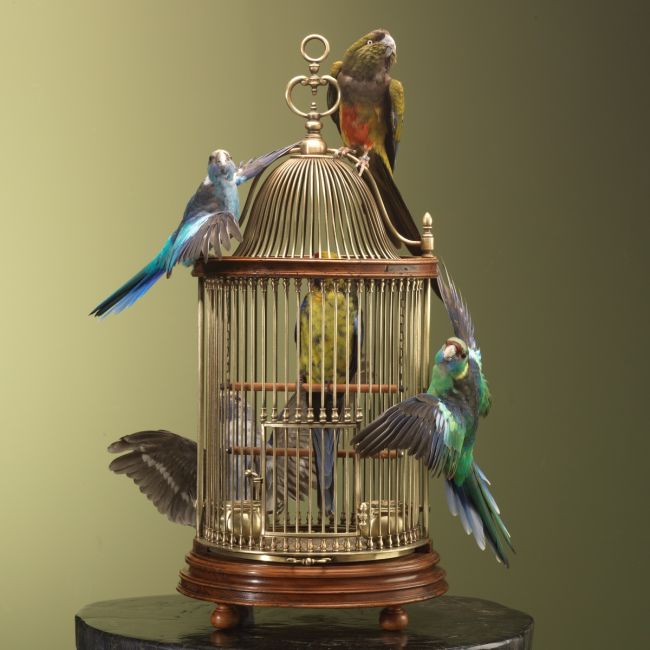 3459 Parkieten op Kooi