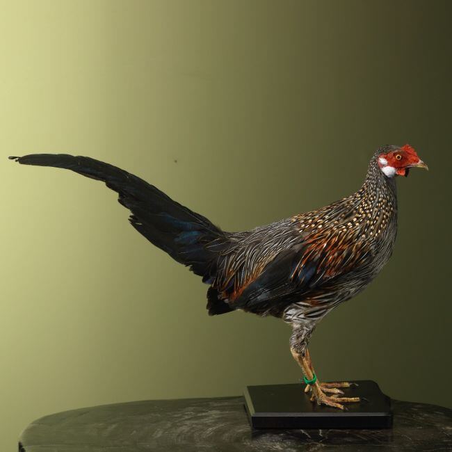 3493 Sonnerathoen Kip