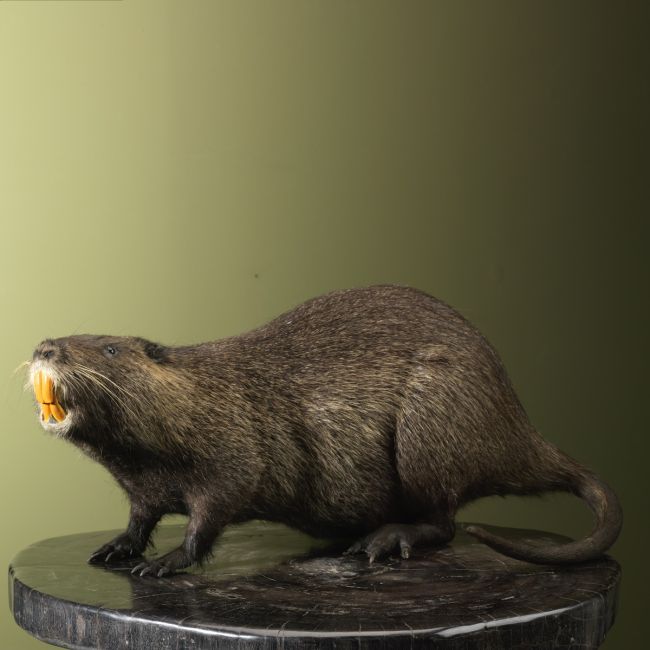 3507 Beverrat Nutria