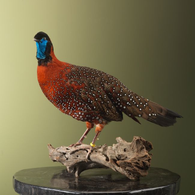 3509 Satyr Tragopaan