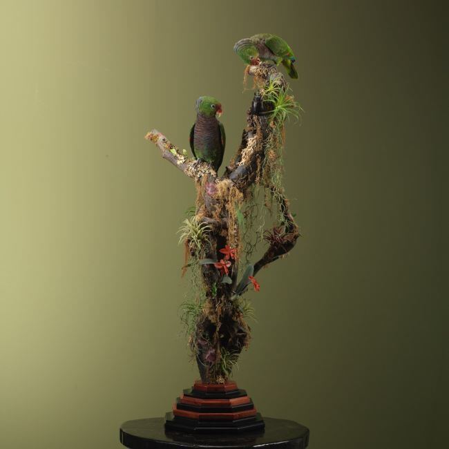 3516 Wijnborstamazone Koppel