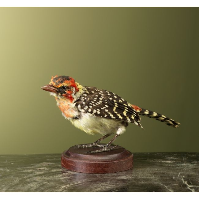 3579 Vuurkopbaardvogel