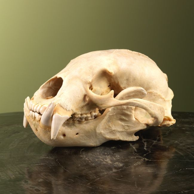 3629 Maleise Beer Schedel