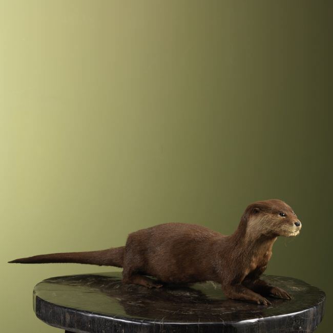 3655 Kleinklauwotter