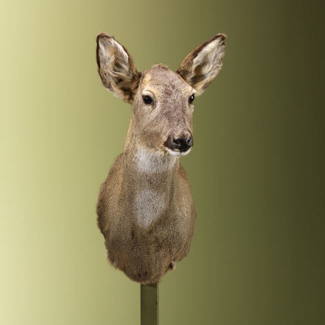 3673 Reebok Wintervacht V