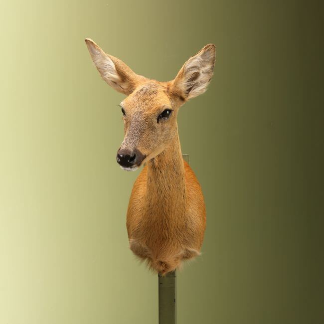 3678 Reebok Zomervacht V