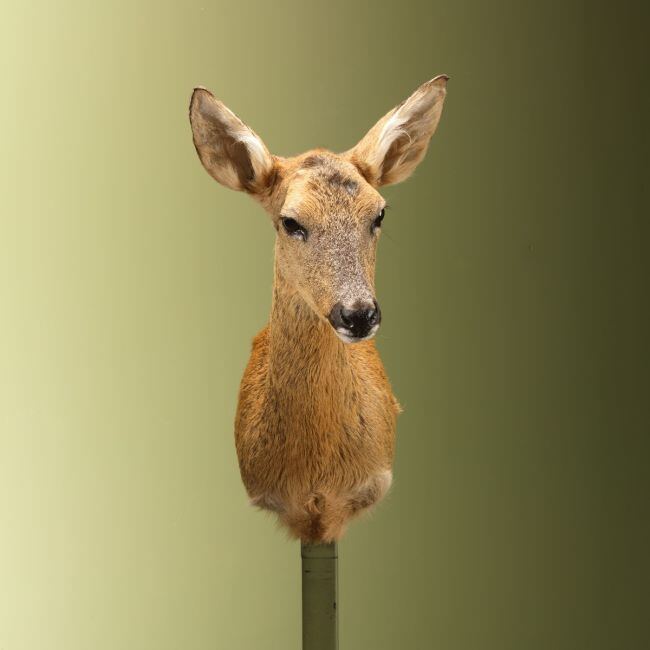 3680 Reebok Zomervacht V