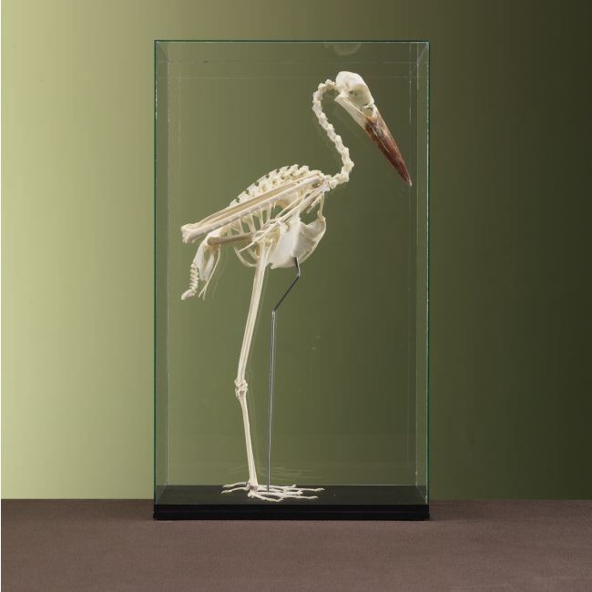 3705 Abdims Ooievaar Skelet