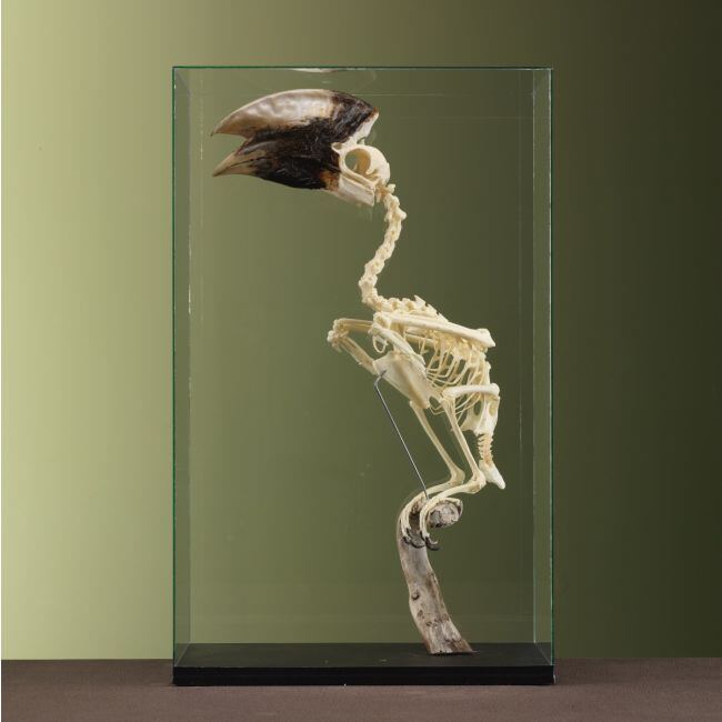 3706 Witpootneushoornvogel M Skelet