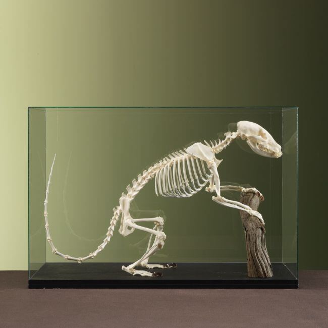 3707 Neusbeer Skelet