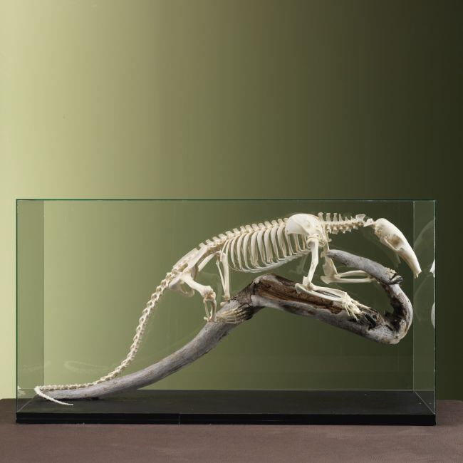 3708 Tamandua Skelet