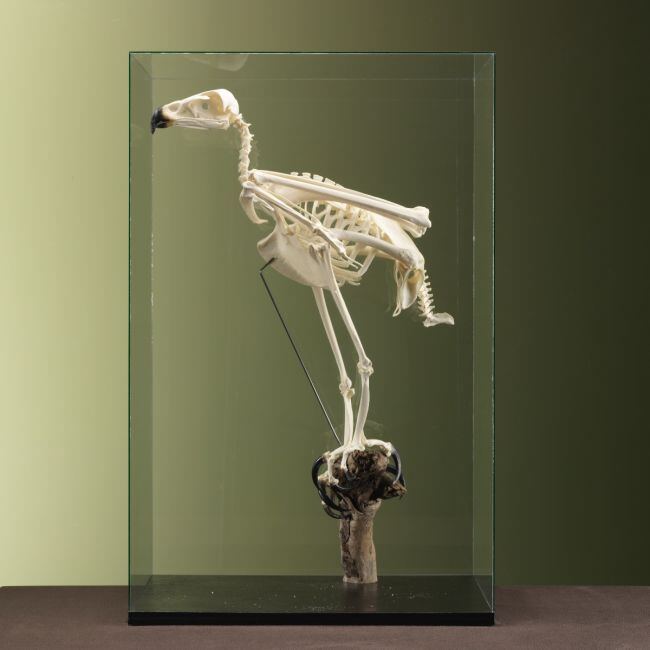 3710 Steenarend Skelet