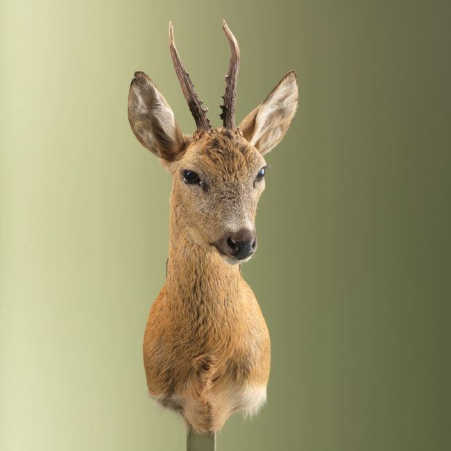 3761 Reebok Zomervacht