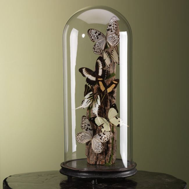 3874 Vlinders in Stolp