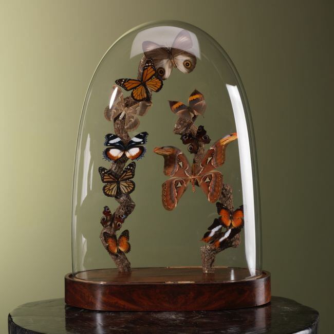 3877 Vlinders in Stolp